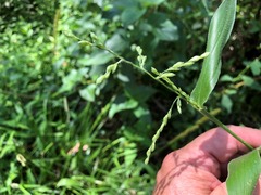 Urochloa foliosa