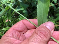 Urochloa foliosa