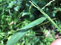 Urochloa foliosa