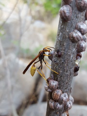 Mischocyttarus navajo
