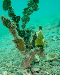 Hippocampus trimaculatus