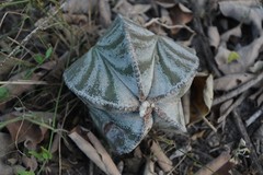 Astrophytum myriostigma