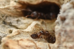 Crematogaster matsumurai