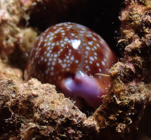 Honey Cowry