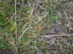 Juncus pauciflorus