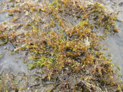 Drepanocladus