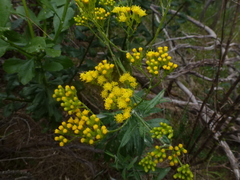 Senecio hypoleucus