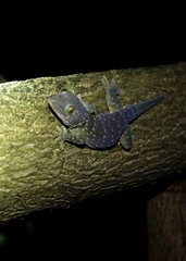 Gekko gecko