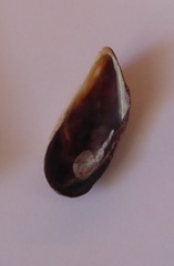 Brachidontes pharaonis