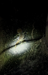 Gekko gecko