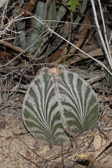 Astrophytum myriostigma