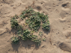 Oenothera drummondii