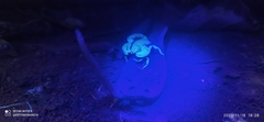 Bothriurus bonariensis