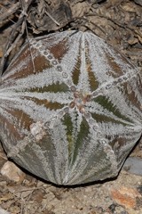 Astrophytum myriostigma