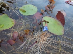 Bacopa caroliniana image