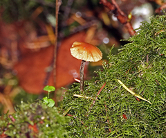 Heimiomyces fulvipes