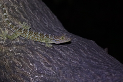 Gekko gecko