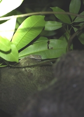 Gekko gecko