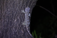 Gekko gecko