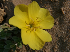 Oenothera drummondii