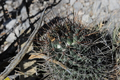 Coryphantha octacantha