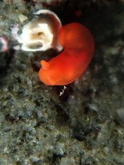 Vayssierea cinnabarea