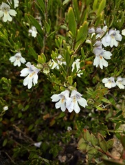 Prostanthera saxicola montana