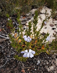 Prostanthera saxicola montana