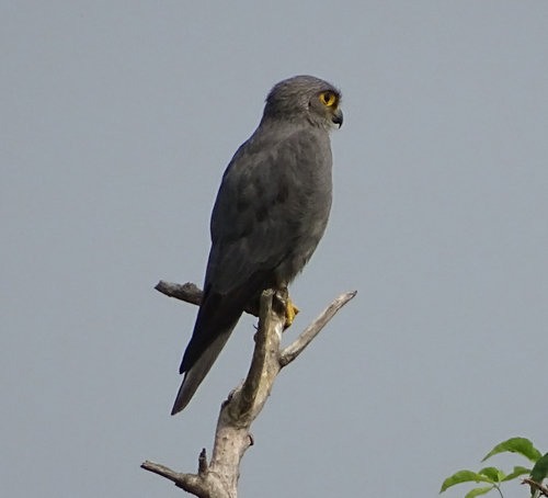 Falconidae image