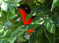 Laniarius erythrogaster