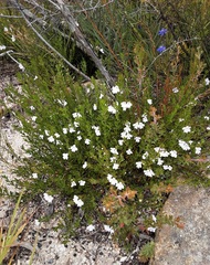 Prostanthera saxicola montana