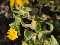 Heterotheca subaxillaris