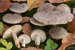 Lactarius fluens