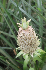 Ananas comosus bracteatus