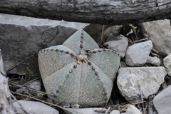 Astrophytum myriostigma