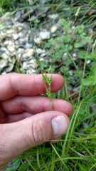 Carex planostachys