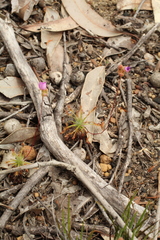 Drosera silvicola