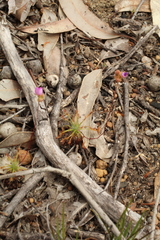 Drosera silvicola