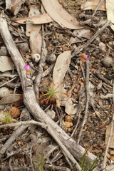 Drosera silvicola