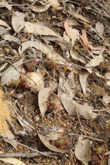Drosera silvicola