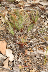 Drosera silvicola