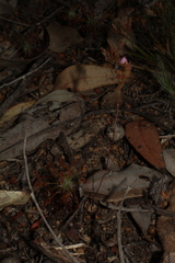 Drosera silvicola
