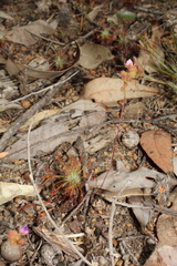 Drosera silvicola
