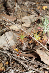 Drosera silvicola