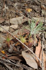 Drosera silvicola