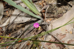 Drosera silvicola