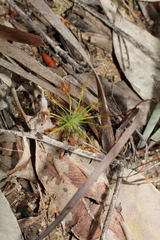 Drosera silvicola