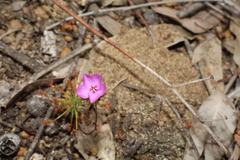 Drosera silvicola
