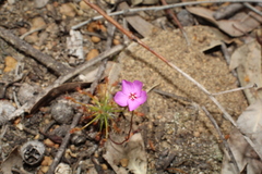 Drosera silvicola