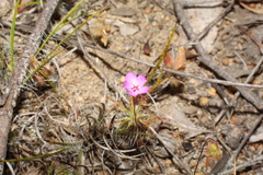 Drosera silvicola